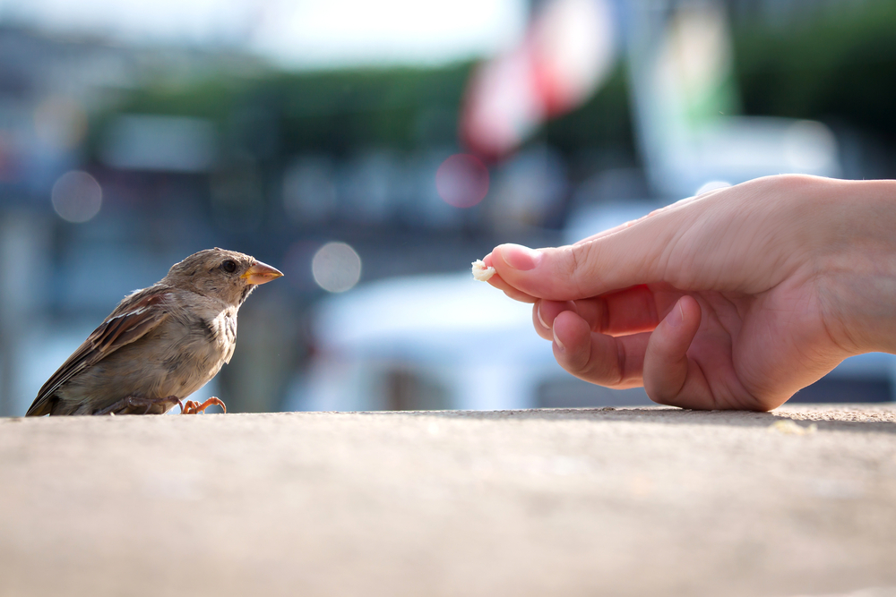 What Do Baby Birds Eat