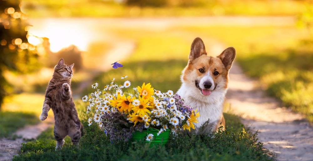 9 Spring Animals Which Love Spring - Pets Health Mag