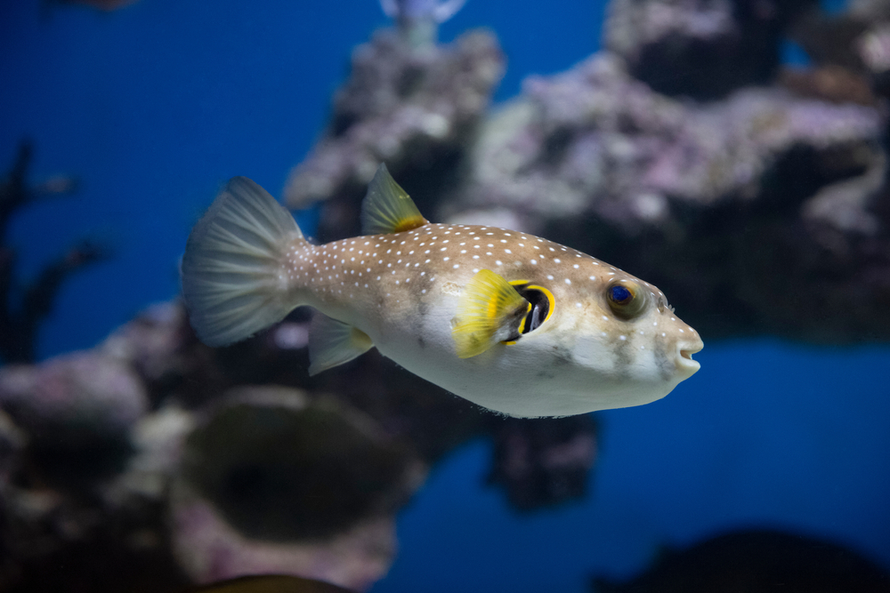 freshwater puffer fish