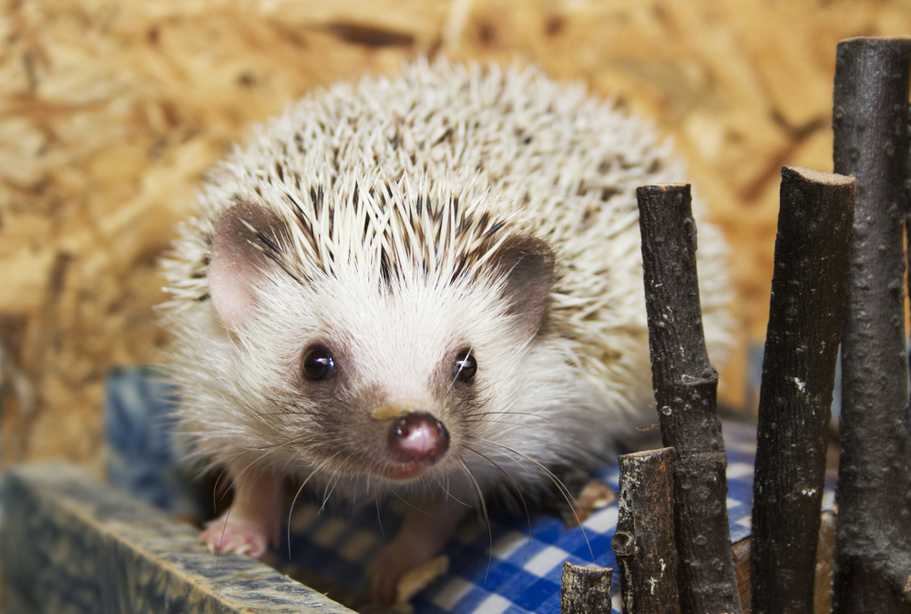 Hedgehog Lifespan - How Long Do Hedgehogs Live? - Pets Health Mag